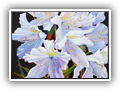 *Azalea Blossoms 12x12 oil-1
